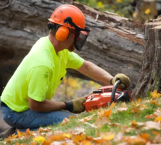 tree services Lisbon